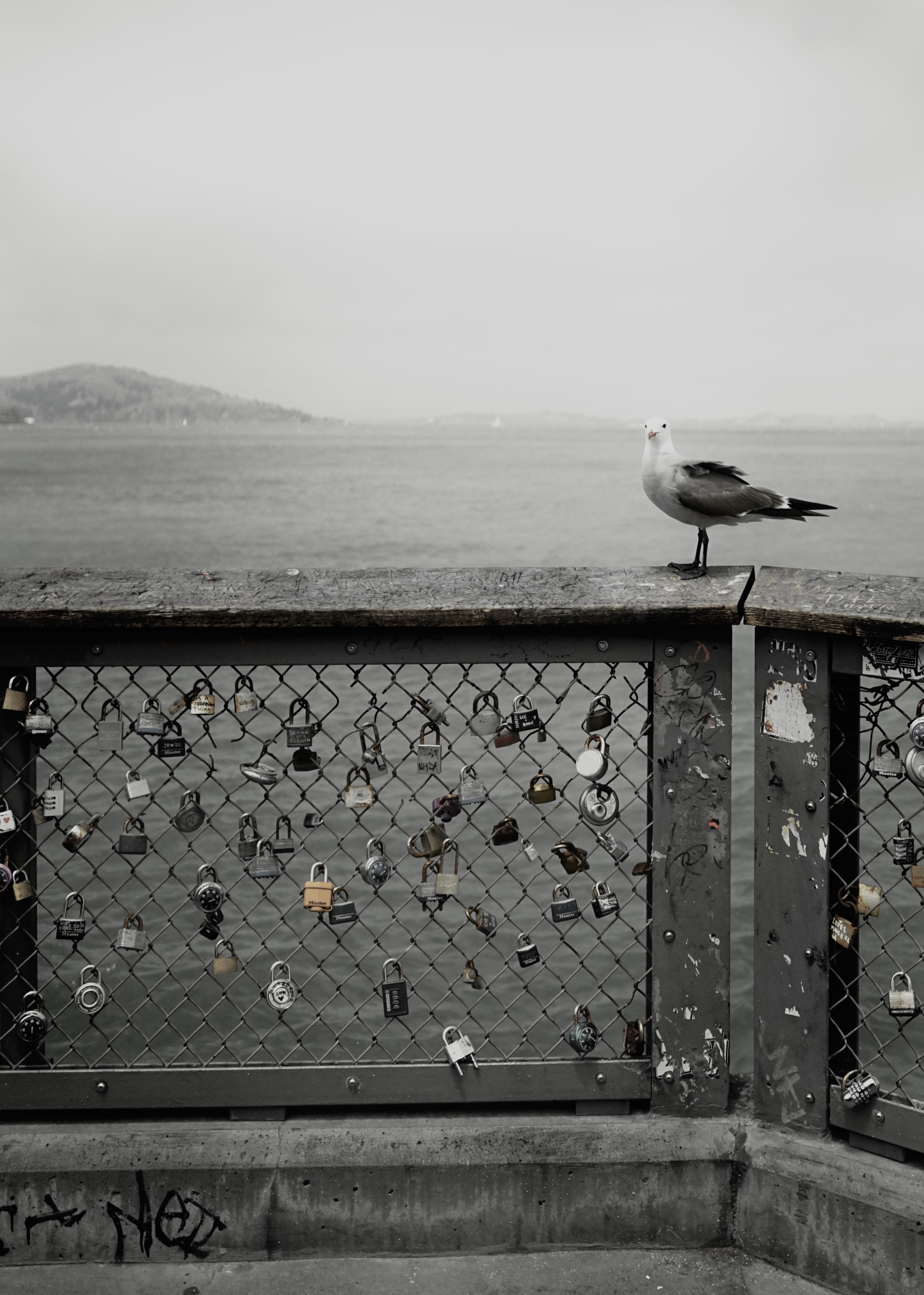 Seagull perched on a padlock-covered pier railing