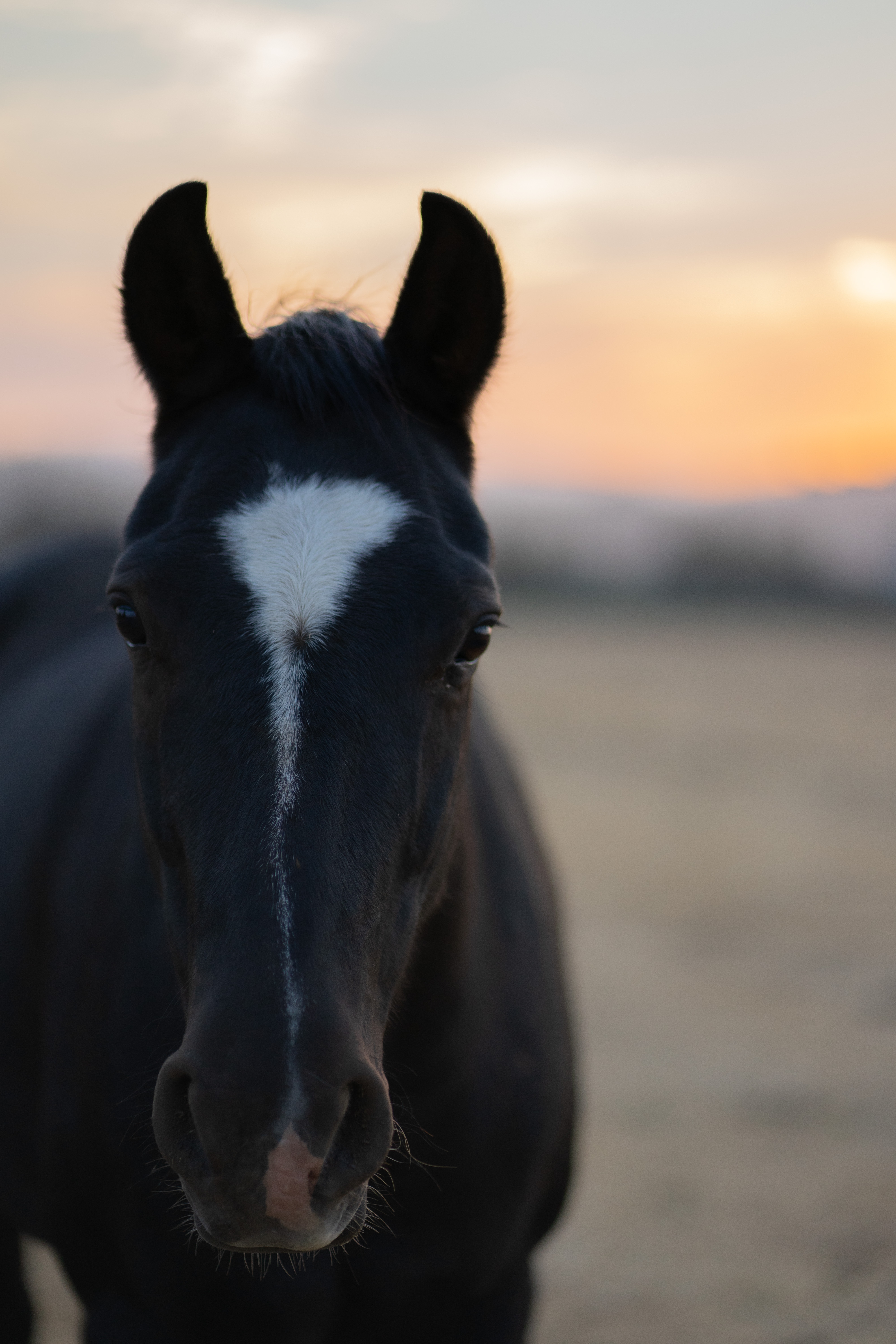 Horse portrait at dusk